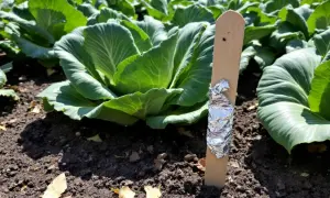 Un piquet en bois avec du papier aluminium pour un traitement naturel contre les pucerons sur des choux verts.