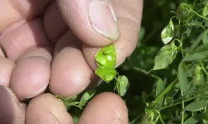 Main d'une personne tenant une cosse de lentilles verte ouverte, révélant de petites lentilles rondes à l'intérieur.