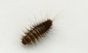 Un petit insecte brun, poilu, ressemble à une chenille, se déplace sur du linge blanc.