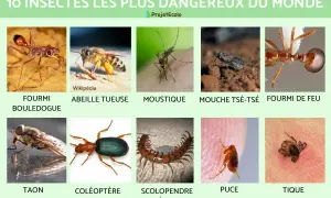 Image présentant 10 insectes dangereux : fourmi, abeille, moustique, mouche tsé-tsé, fourmi de feu, taon, coléoptère, scolopendre, puce et tique. Certains peuvent infester une maison.