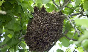 Un gros essaim d'abeilles s'est formé sur une branche d'arbre. Que faire ? Appeler un apiculteur pour le récupérer en toute sécurité.