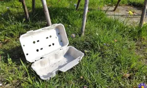 Un carton d'œufs ouvert, posé sur l'herbe, sert de piège à limaces fait maison. Des petites fleurs parsèment la pelouse.