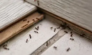 Des fourmis sur le sol, un signe qu'il faut savoir comment se débarrasser des fourmis.