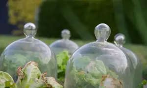 Salades protégées sous des cloches en verre, une solution élégante d'anti limace naturel pour un potager florissant.