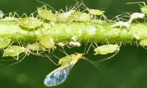 Une invasion de pucerons sur une tige verte. Ces petits insectes verts, certains ailés, se multiplient rapidement, menaçant de coloniser la maison.