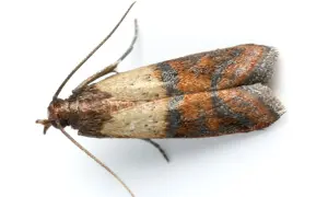Un petit papillon aux ailes tachetées de brun et d'orange, un ennemi des textiles. Comment se débarrasser des mites textiles ?