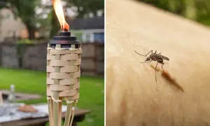 Torche allumée pour éloigner les moustiques, et un moustique sur la peau. Que faire contre les moustiques ?