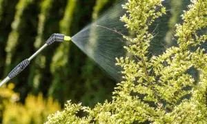 Pulvérisation d'un produit à base de pyrèthre sur des plantes. Attention, le pyrèthre peut présenter un danger pour l'homme s'il est mal utilisé.