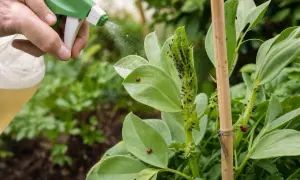 Maintenant, découvrez comment se débarrasser des pucerons et fourmis avec ce spray naturel sur les plantes.