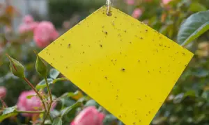 Un piège puceron maison jaune attire de nombreux petits insectes volants, collés à sa surface, au milieu de roses roses.
