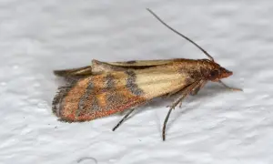 Un petit papillon de nuit, une mite, se repose sur un mur blanc. Ses ailes sont ornées de motifs brunâtres et orangés.