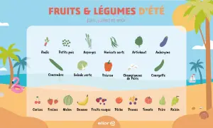 Illustration des fruits et légumes d'été : radis, petits pois, asperges, haricots verts, artichaut, aubergine, concombre, salade, poivron, champignons, courgette, cerises, fraises, melon, banane, fruits rouges, pêche, prunes, tomate, poire, raisin.