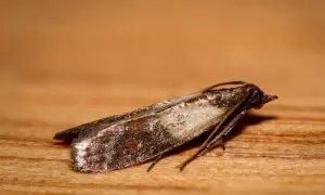 Un gros plan d'une mite sur du bois. La mite dans la maison signification peut être une nuisance, mais ce petit insecte est fascinant.