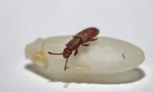 Un minuscule insecte alimentaire, un petit coléoptère brun, se repose sur un grain de riz blanc.
