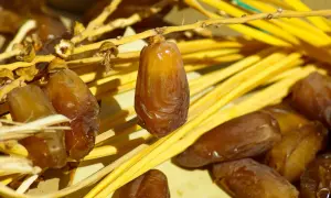 Gros plan sur des dattes mûres, prêtes à être dégustées, annonçant la saison des dattes.