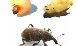 Larve, nymphe et un charançon adulte, un **vêtement mite noire** aux reflets orangés, sur fond blanc.