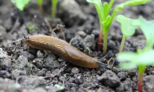 Une limace brune se déplace sur la terre, près de jeunes pousses vertes. Elle semble chercher quelque chose à manger, nous rappelant que les limaces mangent des plantes.
