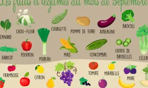 Illustration des fruits et légumes de saison en septembre : brocoli, courgette, chou-fleur, aubergine, poireau, maïs, concombre, choux de Bruxelles, tomate, mirabelle, framboise, citron, pomme, poire, raisin, mûre, prune, banane.