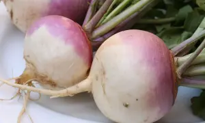 Navets frais, un légume en n. avec leurs fanes vertes et leurs racines fines, prêts à être cuisinés.