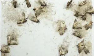 Un piège à mites alimentaires fait maison, recouvert de plusieurs mites capturées.