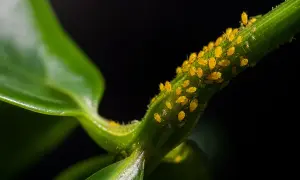 Gros plan sur une tige verte recouverte de pucerons jaunes. Une infestation qui appelle un traitement naturel.