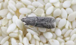 Une petite mite grise se repose sur un lit de graines de sésame. Elle semble savoir que c'est ce que mangent les mites.