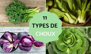 Découvrez le nombre de variété de choux : chou frisé, bok choy, chou rouge et chou cabus.