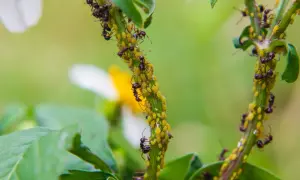 Des fourmis protègent une colonie de pucerons sur une tige verte. Une solution anti puceron naturel est peut-être en préparation.
