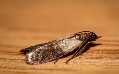 Un gros plan d'une mite sur du bois. La mite dans la maison signification peut être une nuisance, mais ce petit insecte est fascinant.