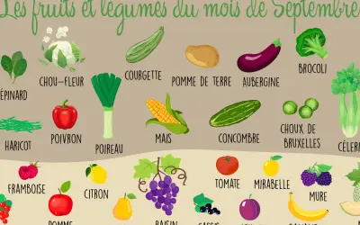 Illustration des fruits et légumes de saison en septembre : brocoli, courgette, chou-fleur, aubergine, poireau, maïs, concombre, choux de Bruxelles, tomate, mirabelle, framboise, citron, pomme, poire, raisin, mûre, prune, banane.