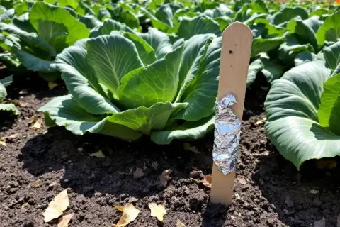Un piquet en bois avec du papier aluminium pour un traitement naturel contre les pucerons sur des choux verts.
