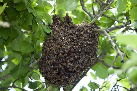 Un gros essaim d'abeilles s'est formé sur une branche d'arbre. Que faire ? Appeler un apiculteur pour le récupérer en toute sécurité.
