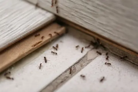 Des fourmis sur le sol, un signe qu'il faut savoir comment se débarrasser des fourmis.