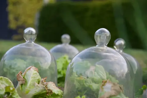 Salades protégées sous des cloches en verre, une solution élégante d'anti limace naturel pour un potager florissant.