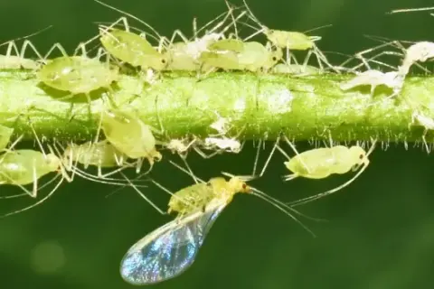 Une invasion de pucerons sur une tige verte. Ces petits insectes verts, certains ailés, se multiplient rapidement, menaçant de coloniser la maison.