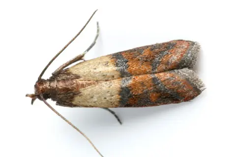 Un petit papillon aux ailes tachetées de brun et d'orange, un ennemi des textiles. Comment se débarrasser des mites textiles ?