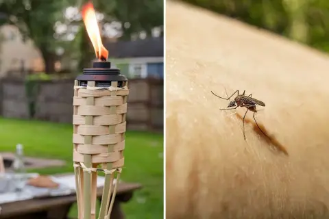 Torche allumée pour éloigner les moustiques, et un moustique sur la peau. Que faire contre les moustiques ?