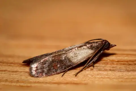 Un gros plan d'une mite sur du bois. La mite dans la maison signification peut être une nuisance, mais ce petit insecte est fascinant.