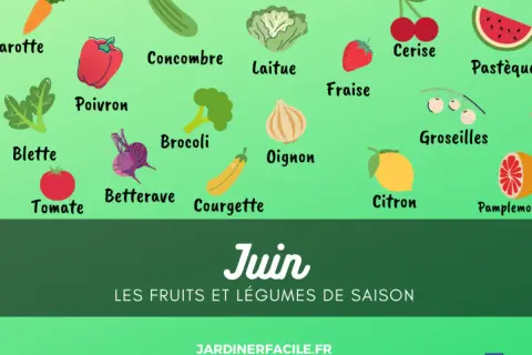 Illustration colorée des fruits et légumes de saison de juin : carotte, poivron, concombre, laitue, fraise, cerise, pastèque, etc.