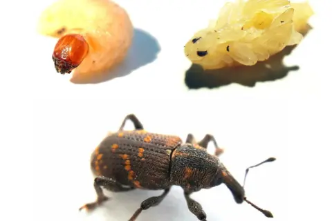 Larve, nymphe et un charançon adulte, un **vêtement mite noire** aux reflets orangés, sur fond blanc.