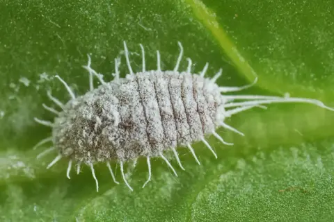 Gros plan d'un puceron blanc cotonneux sur une feuille verte. Un signe avant-coureur d'infestation, nécessitant un traitement rapide.