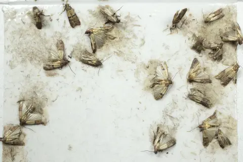 Un piège à mites alimentaires fait maison, recouvert de plusieurs mites capturées.