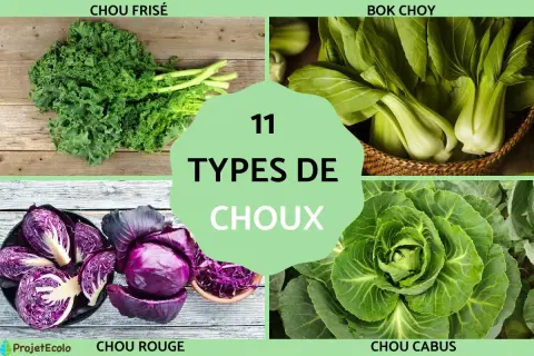 Découvrez le nombre de variété de choux : chou frisé, bok choy, chou rouge et chou cabus.