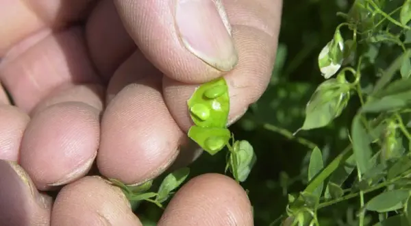 Main d'une personne tenant une cosse de lentilles verte ouverte, révélant de petites lentilles rondes à l'intérieur.