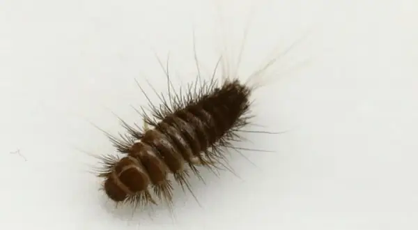Un petit insecte brun, poilu, ressemble à une chenille, se déplace sur du linge blanc.