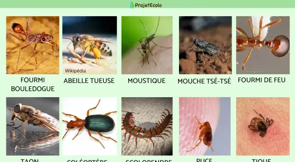 Image présentant 10 insectes dangereux : fourmi, abeille, moustique, mouche tsé-tsé, fourmi de feu, taon, coléoptère, scolopendre, puce et tique. Certains peuvent infester une maison.