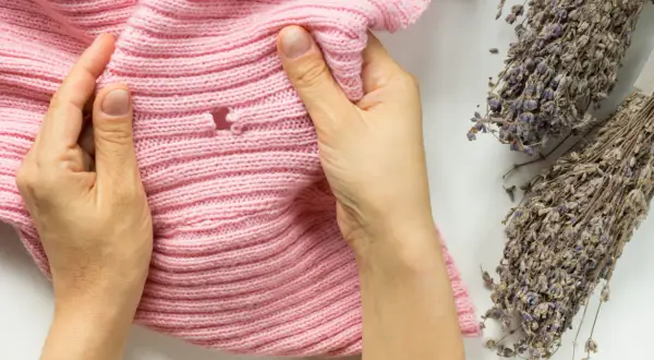 Mains examinant un pull rose troué, vestige d'un cocon de mite textile, à côté de bouquets de lavande séchée.