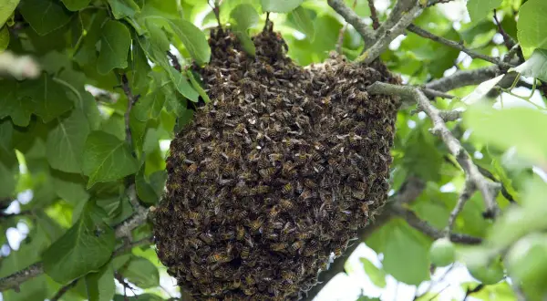 Un gros essaim d'abeilles s'est formé sur une branche d'arbre. Que faire ? Appeler un apiculteur pour le récupérer en toute sécurité.