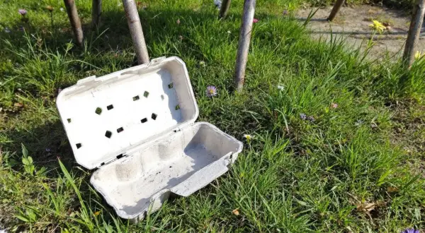 Un carton d'œufs ouvert, posé sur l'herbe, sert de piège à limaces fait maison. Des petites fleurs parsèment la pelouse.