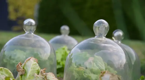 Salades protégées sous des cloches en verre, une solution élégante d'anti limace naturel pour un potager florissant.